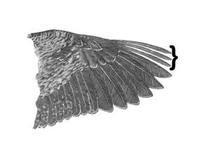 wing