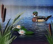 Wood Duck Pond 3