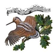 Woodcock Wings Notes